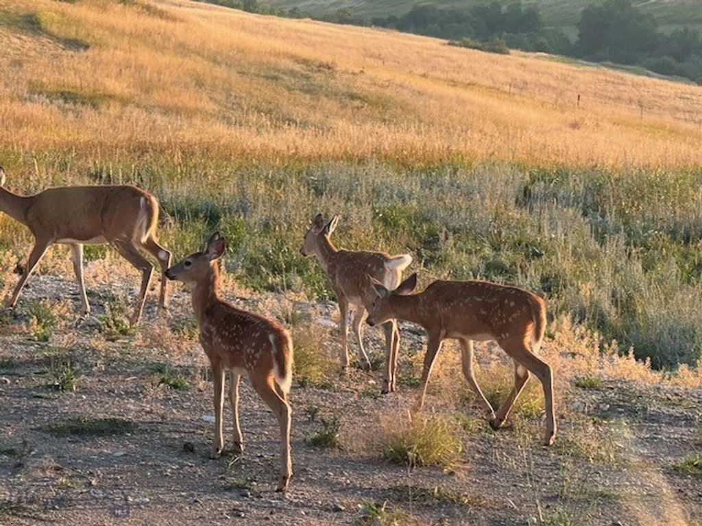 370 Star Ridge Road, Bozeman, MT 59715 photo 40