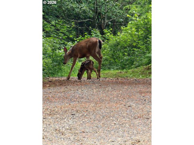 1141 CEDAR FALLS Rd, Washougal, WA 98671