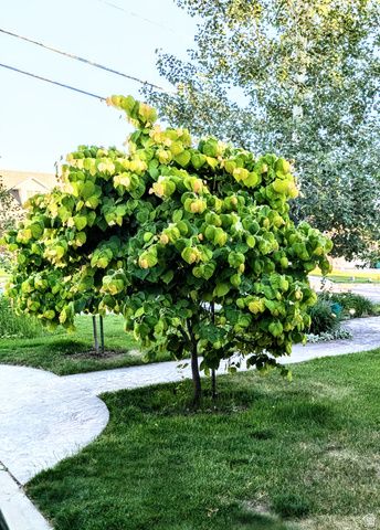 1515 E GENTILE ST, Layton, UT 84040