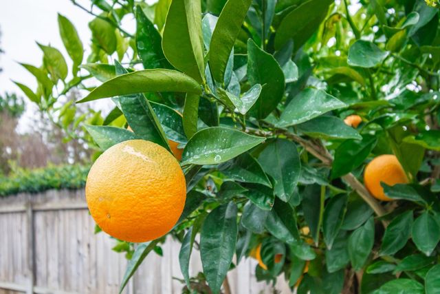 4448 Garbo Way, Antelope, CA 95843