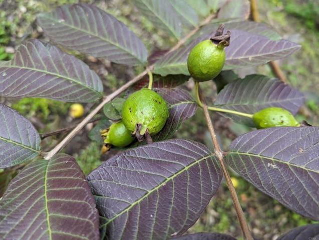 25734 Willow Lane, Escondido, CA 92026