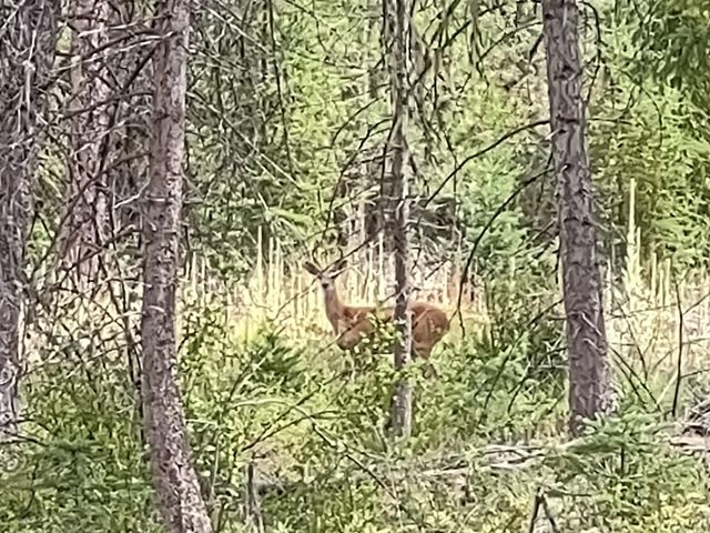 5105 Rose Hill Rd, Springdale, WA 99173