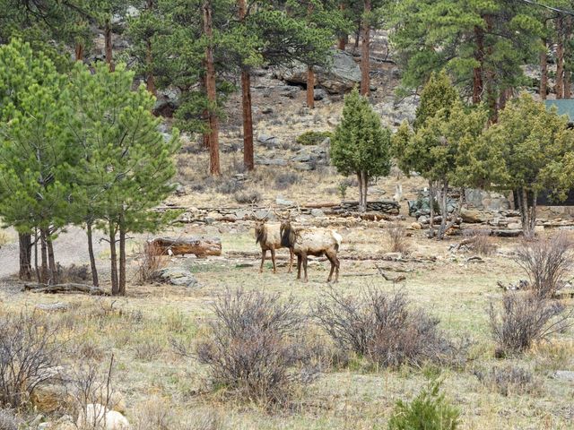 2415 Wild Bear Way, Estes Park, CO 80517