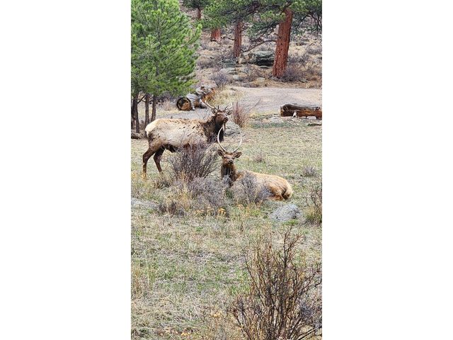 2415 Wild Bear Way, Estes Park, CO 80517