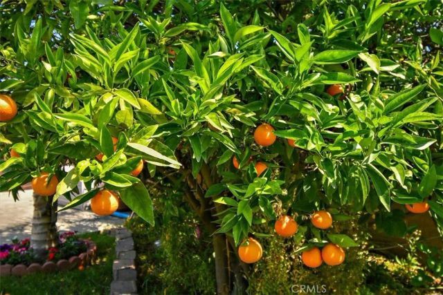 2335 N San Antonio Avenue, Upland, CA 91784