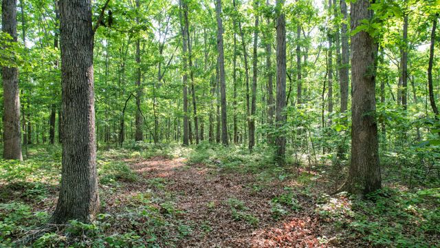 1267 Wades Branch Rd, Centerville, TN 37033