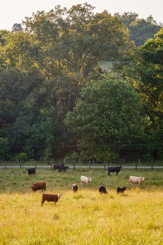 2405 Thompson Rd, Lewisburg, TN 37091