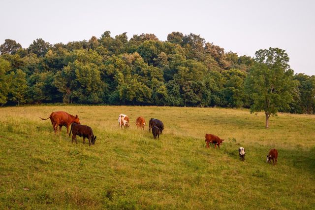 2405 Thompson Rd, Lewisburg, TN 37091