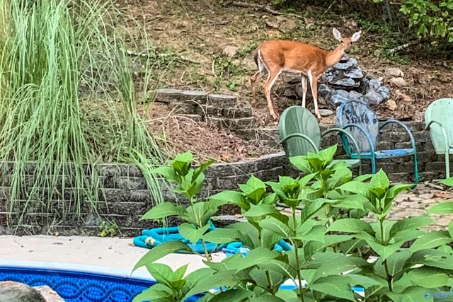 205 Walter Bird Drive, Owens Cross Roads, AL 35763