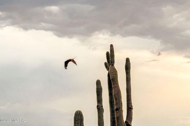 8633 N Egrets Rest Lane, Tucson, AZ 85742