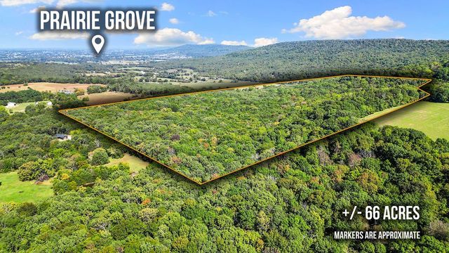 Pine Tree, Prairie Grove, AR 72758