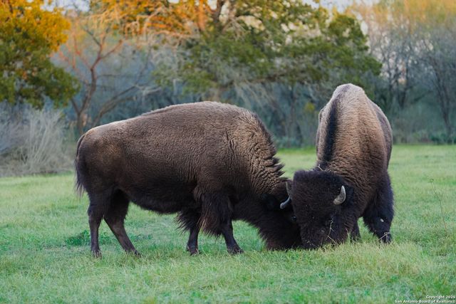 11190 Jarratt, Atascosa, TX 78002