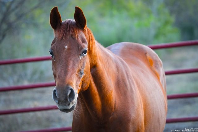 11190 Jarratt, Atascosa, TX 78002