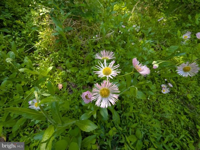 189 PIEDMONT ORCHARD RD, Linden, VA 22642