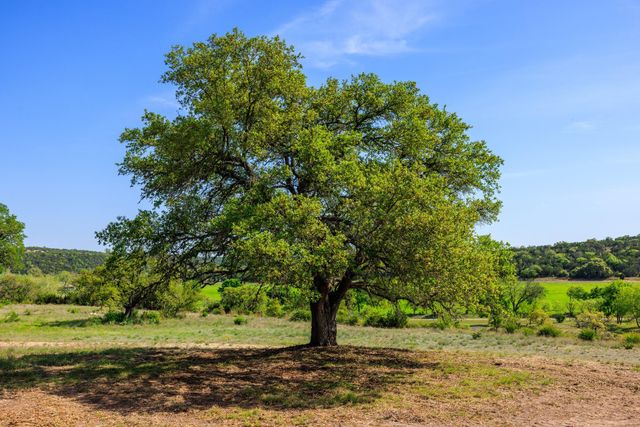 Lot 2 Byrd Ranch RD, Johnson City, TX 78636