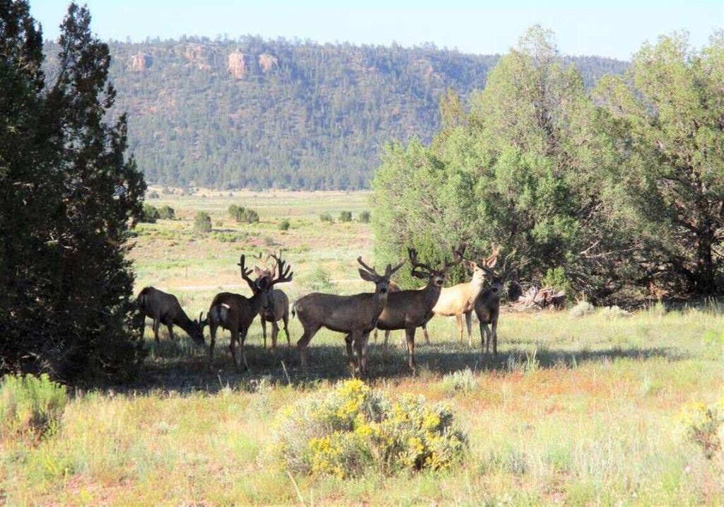 Image 100 of property listing at 160 Black Bear Road, Ramah, NM 87321