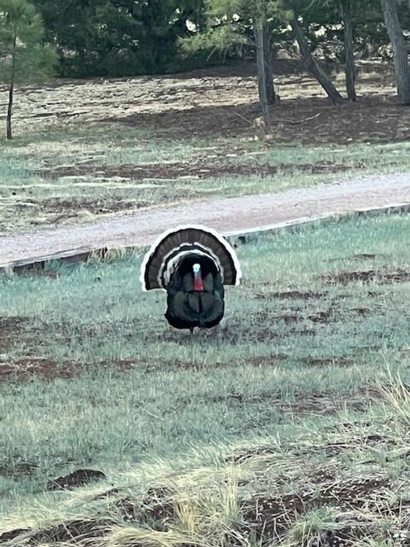 Image 82 of property listing at 160 Black Bear Road, Ramah, NM 87321