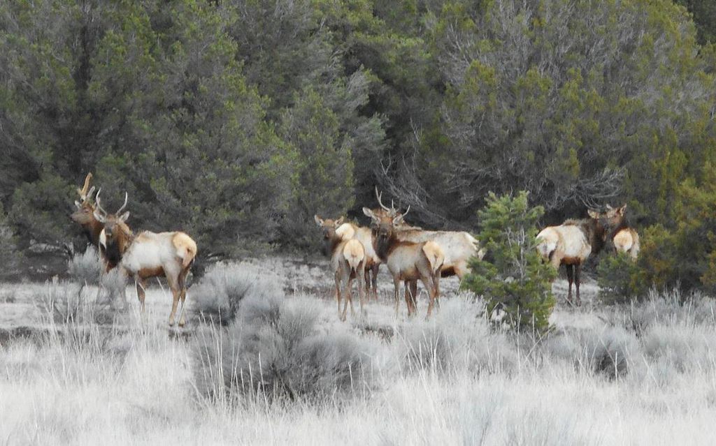 Image 96 of property listing at 160 Black Bear Road, Ramah, NM 87321