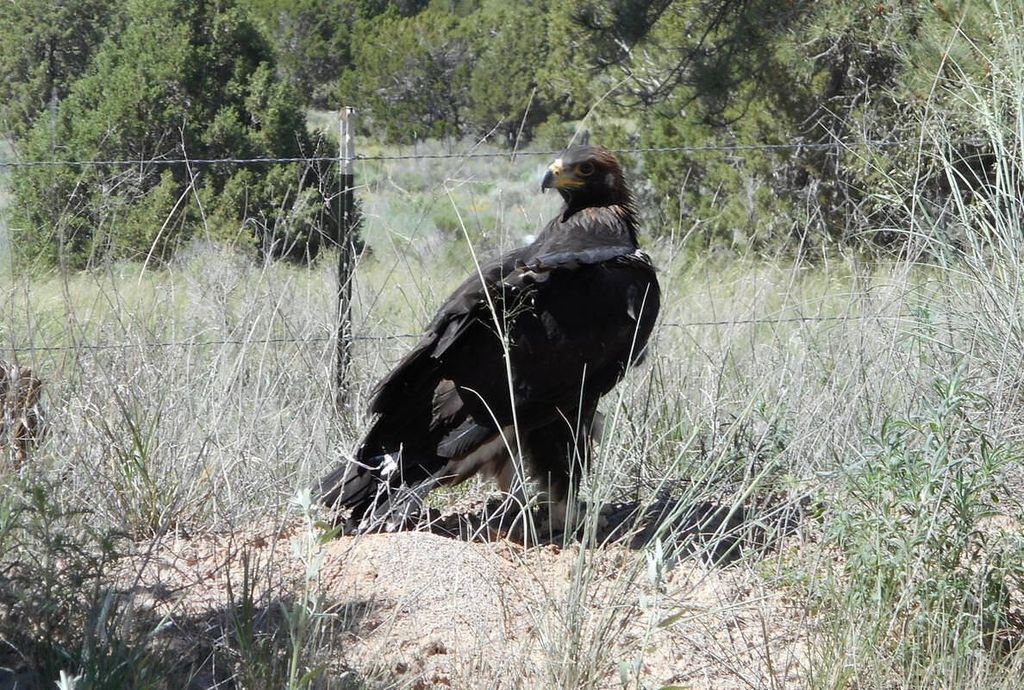 Image 98 of property listing at 160 Black Bear Road, Ramah, NM 87321