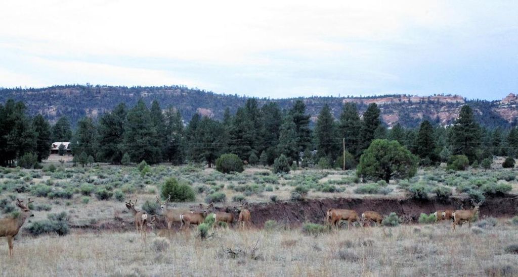 Image 99 of property listing at 160 Black Bear Road, Ramah, NM 87321