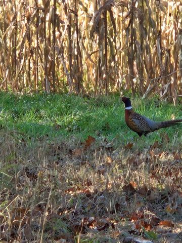 30205 190th Lane, Lakeside Twp, MN 56342