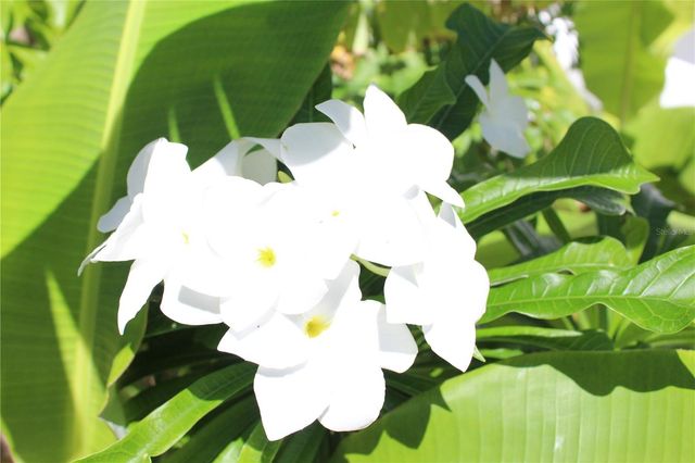 316 EL MAROC, Vieques, PR 00765