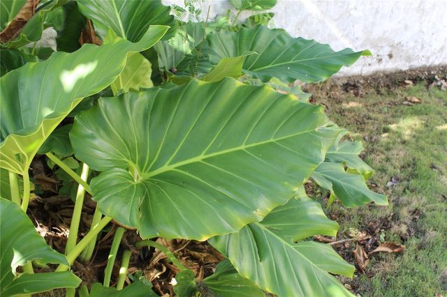 316 EL MAROC, Vieques, PR 00765