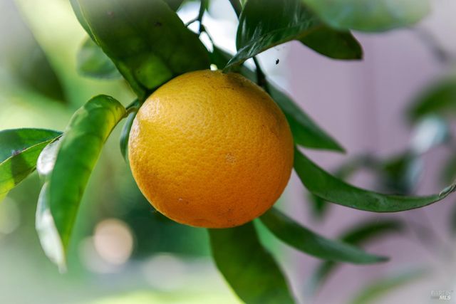 7949 Tocchini St, Sebastopol, CA 95472