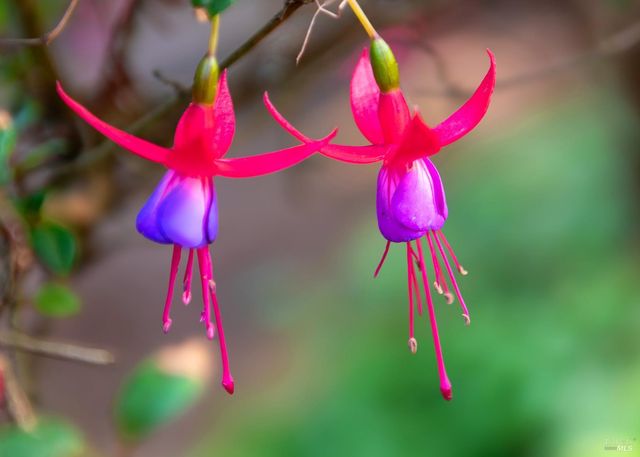 7949 Tocchini St, Sebastopol, CA 95472