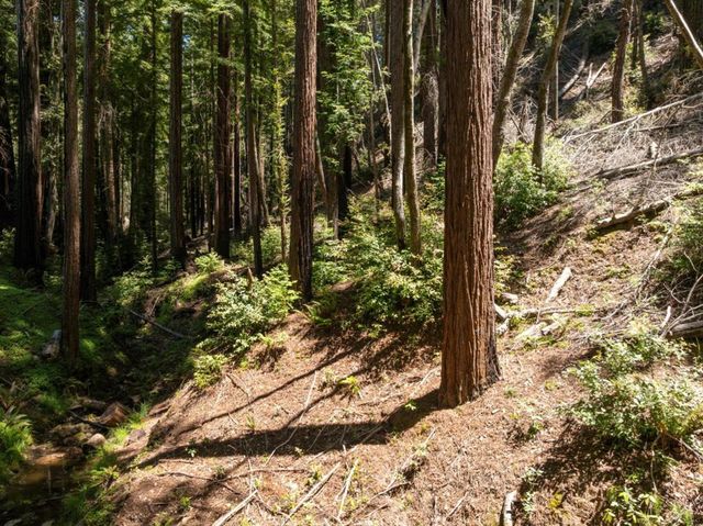Branson, Boulder Creek, CA 95006