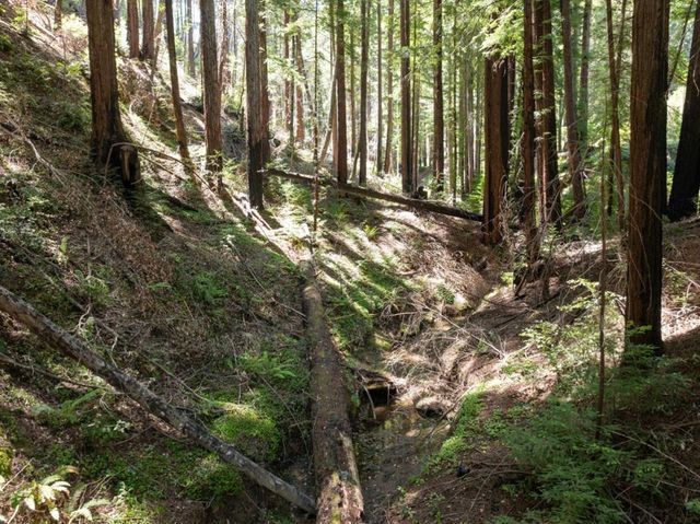 Branson, Boulder Creek, CA 95006
