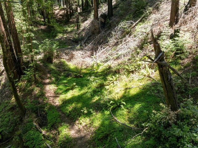 Branson, Boulder Creek, CA 95006