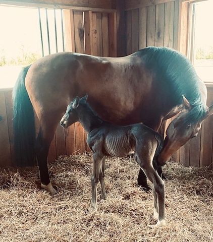 2864 Sawyer Bend Rd, Franklin, TN 37069