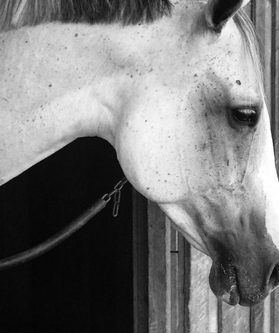 2864 Sawyer Bend Rd, Franklin, TN 37069