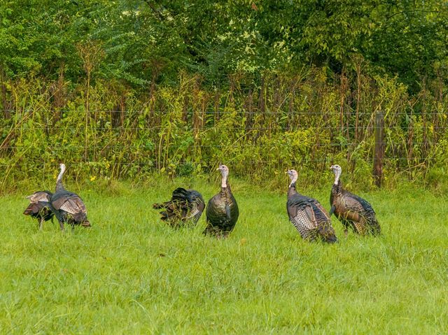 2864 Sawyer Bend Rd, Franklin, TN 37069