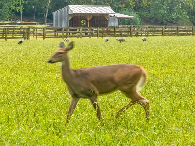 2864 Sawyer Bend Rd, Franklin, TN 37069