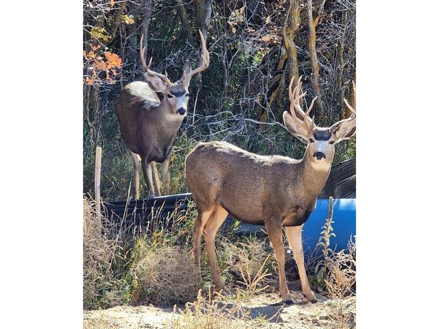 1242 N Faver Dr, Castle Rock, CO 80109