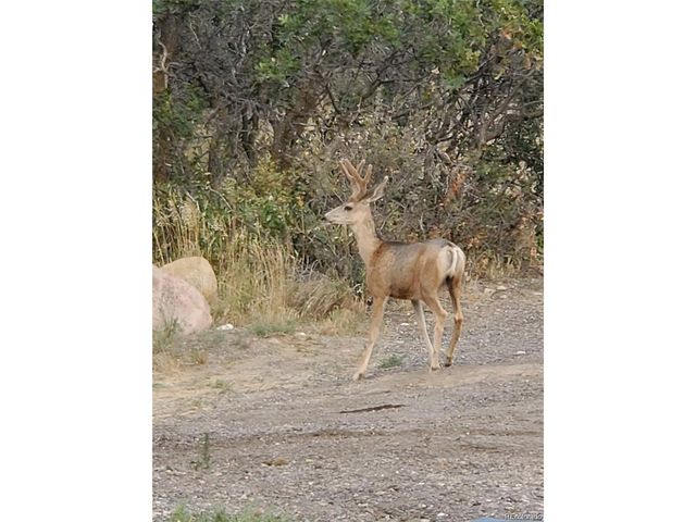 1242 N Faver Dr, Castle Rock, CO 80109