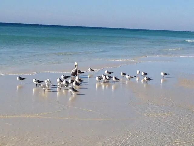 1515 SE Miracle Strip Parkway, 503, Fort Walton Beach, FL 32548