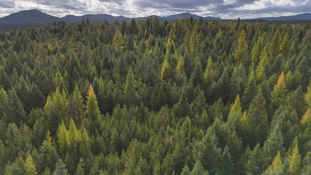 14506 Moonlight Ln, Newport, WA 99156