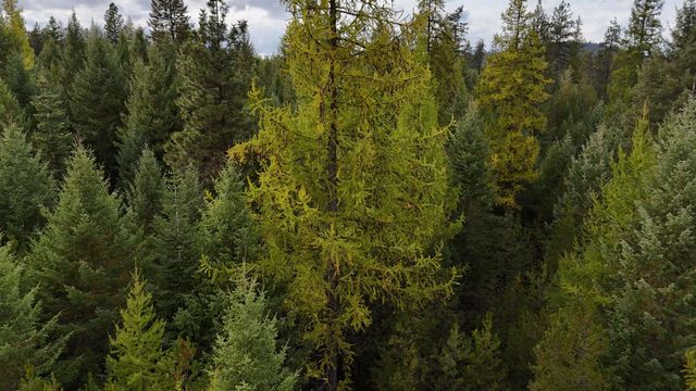 14506 Moonlight Ln, Newport, WA 99156