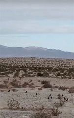 0 Jojoba, 29 Palms, CA 92277