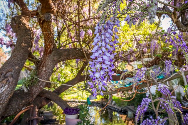 23404 N Bruella Rd, Acampo, CA 95220