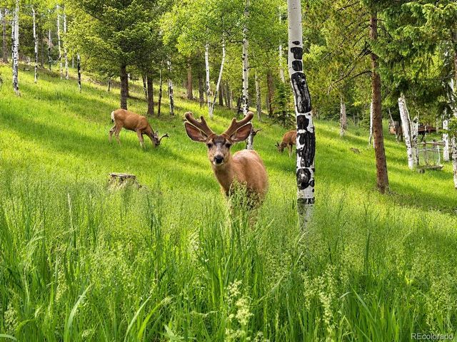 7256 Aspen Meadow Drive, Evergreen, CO 80439