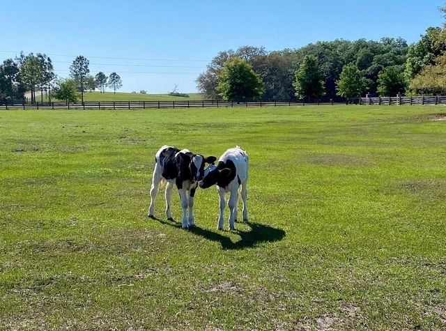 20832 HUNTER HILL DRIVE, Dade City, FL 33523