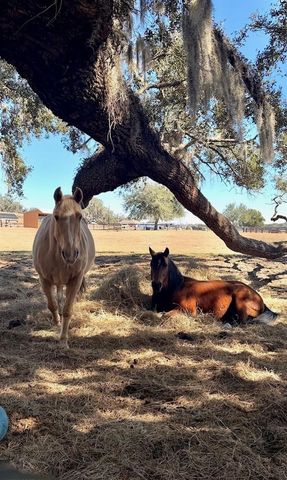 20832 HUNTER HILL DRIVE, Dade City, FL 33523