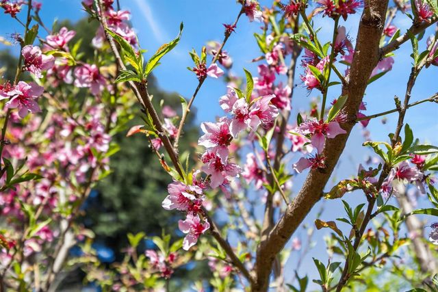 9074 Paseo Grande Way, Elk Grove, CA 95758