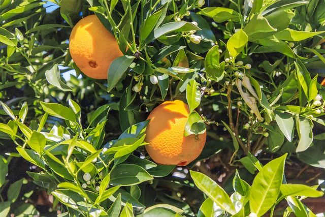 9074 Paseo Grande Way, Elk Grove, CA 95758