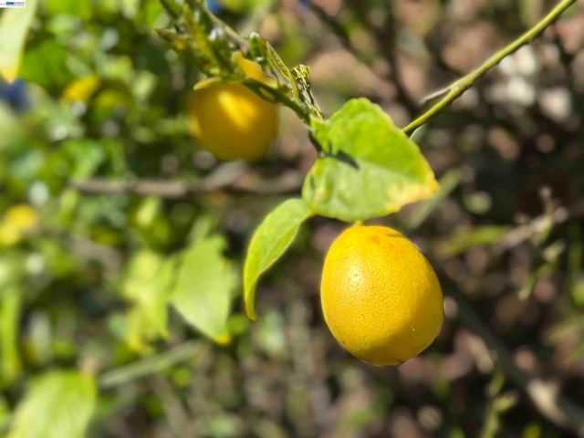 1368 Rose St, Berkeley, CA 94702