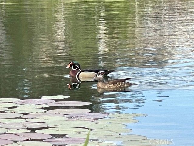 629 N Buttonbush, Orange, CA 92869